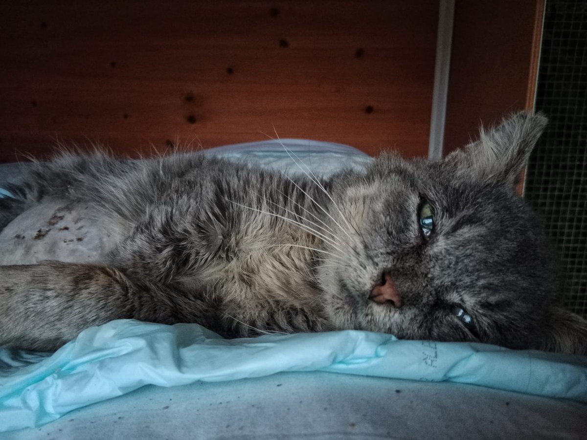 69Germo's tweet photo. @AbstractCatsNFT My cat and I support @AbstractCatsNFT  . Give WL for us 
my little baby https://t.co/DclPyCyzW6