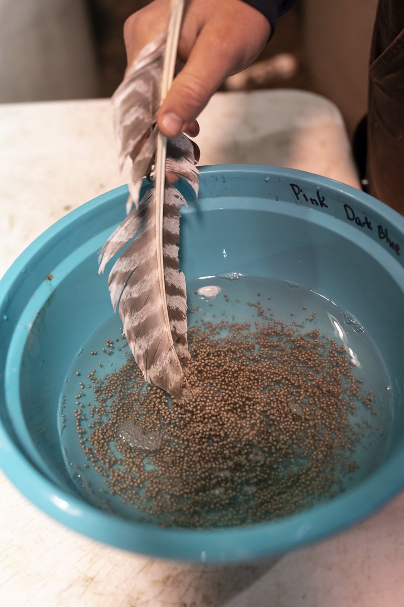 USFWSMtnPrairie's tweet photo. Turkey might be on your mind this time of year, but #DYK they play a vital role in pallid sturgeon conservation?

During the spawning process, turkey feathers are used to mix eggs and sperm together. The feathers are strong enough to stir, but soft enough to not damage the eggs. https://t.co/FeZdL67NO9