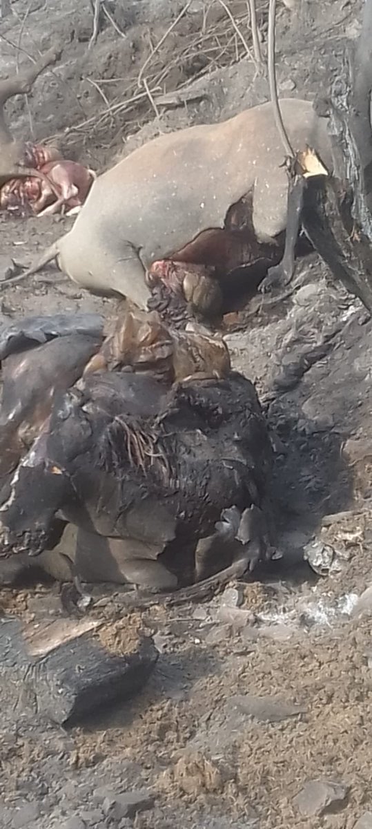 Alguien tiene el contacto de <a href="/DanielNoboaOk/">Daniel Noboa Azin</a> para que le pasen estas imágenes y vea los que está pasando en Vilcabamba ??????? Necesitamos ayuda, necesitamos helicópteros que ayuden apagar el incendio que ya va 4 días y va creciendo más 😡