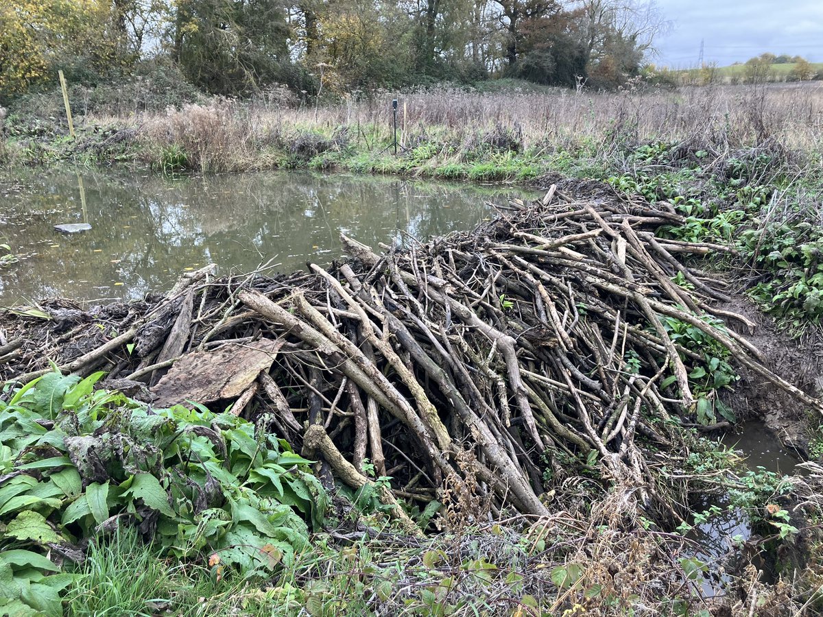 TonyJuniper's tweet photo. What a pleasure to visit @spainsestate in Essex with @NaturalEngland &amp; @BeaverTrust colleagues to see how new farming ideas are going hand-in-hand with Nature recovery, including the use of Beavers to boost fish &amp; other wildlife while cutting flood risk in the downstream village. https://t.co/X9415kOs4I