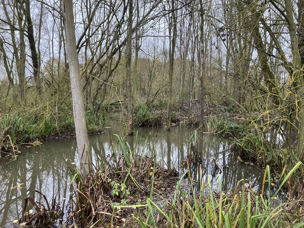 What a pleasure to visit <a href="/spainsestate/">Spains Hall Estate</a> in Essex with <a href="/NaturalEngland/">Natural England</a> &amp; <a href="/BeaverTrust/">Beaver Trust</a> colleagues to see how new farming ideas are going hand-in-hand with Nature recovery, including the use of Beavers to boost fish &amp; other wildlife while cutting flood risk in the downstream village.