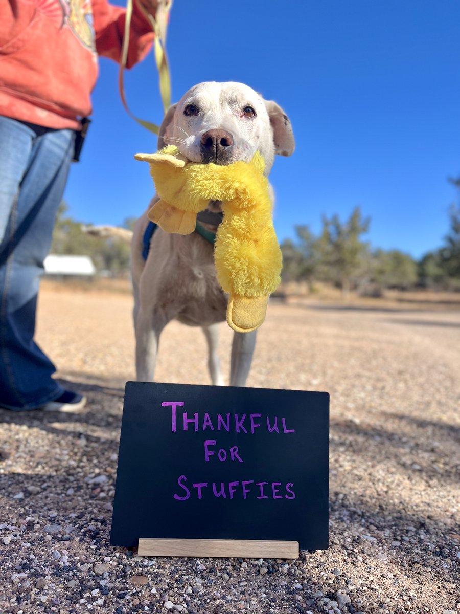 bestfriends's tweet image. Let&apos;s celebrate all the sweet &amp;amp; silly things that bring shelter pets joy! Dogs are thankful for so much. 🥰 Bug loves car rides, Woody’s all about stuffies &amp;amp; Mauve never misses a golf cart ride. But for dogs like Buford, it’s all about second chances. 💕 #ThankfulForPets ^jb &amp;amp; ad