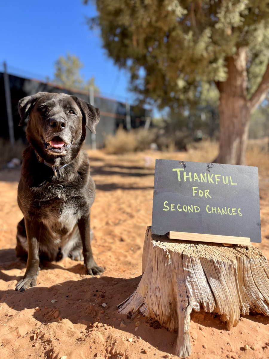 bestfriends's tweet image. Let&apos;s celebrate all the sweet &amp;amp; silly things that bring shelter pets joy! Dogs are thankful for so much. 🥰 Bug loves car rides, Woody’s all about stuffies &amp;amp; Mauve never misses a golf cart ride. But for dogs like Buford, it’s all about second chances. 💕 #ThankfulForPets ^jb &amp;amp; ad