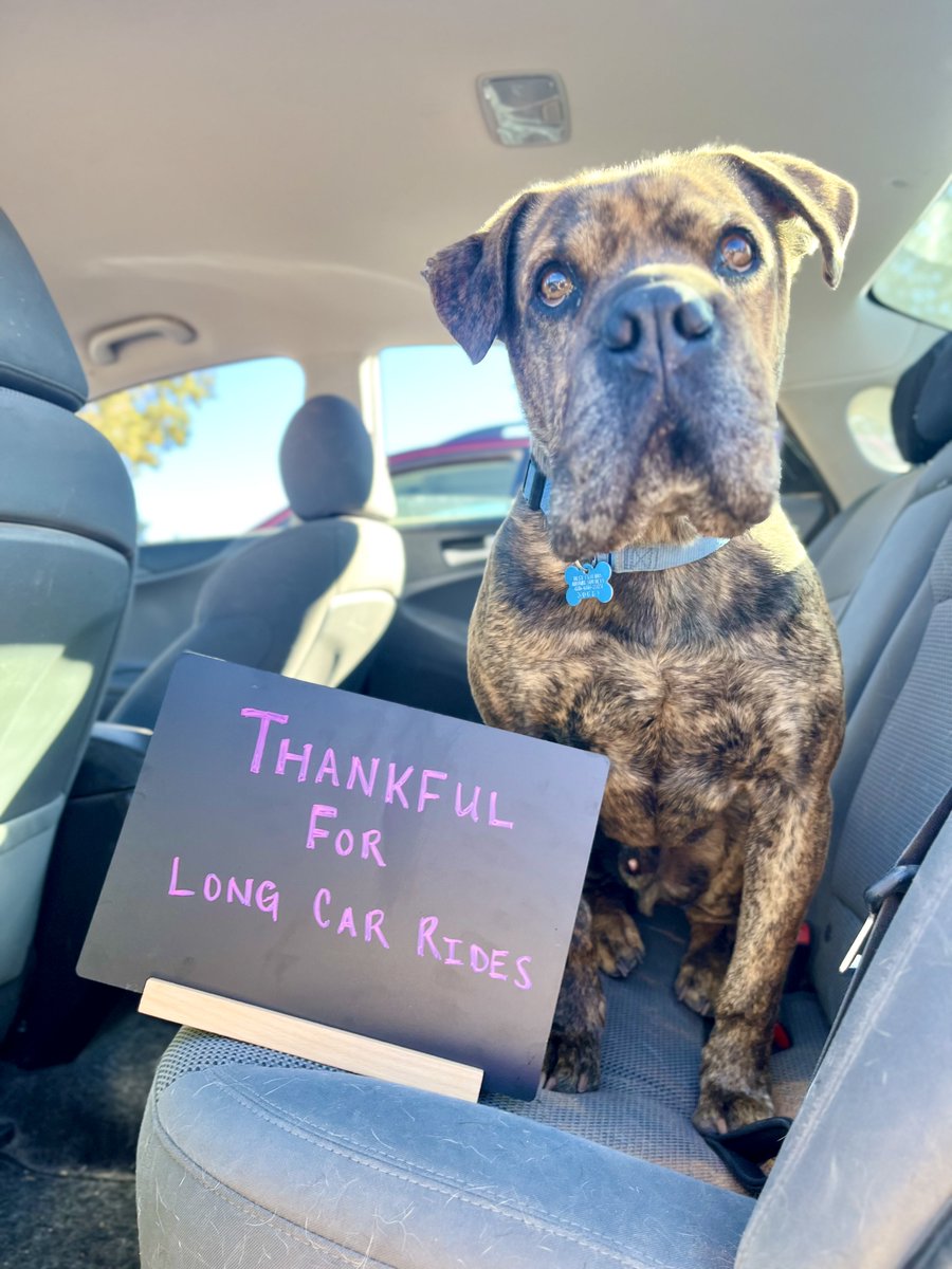 bestfriends's tweet image. Let&apos;s celebrate all the sweet &amp;amp; silly things that bring shelter pets joy! Dogs are thankful for so much. 🥰 Bug loves car rides, Woody’s all about stuffies &amp;amp; Mauve never misses a golf cart ride. But for dogs like Buford, it’s all about second chances. 💕 #ThankfulForPets ^jb &amp;amp; ad