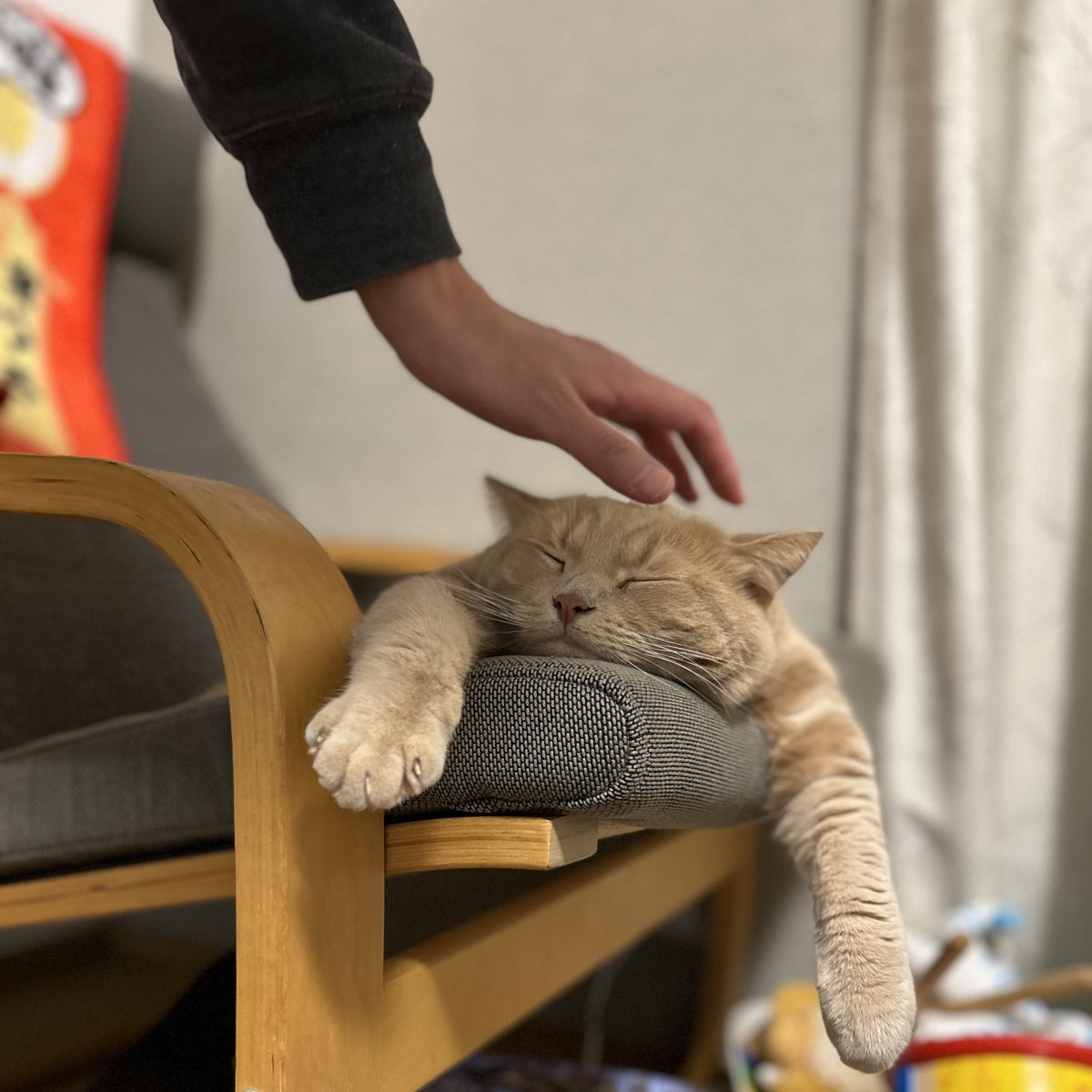 cat_unio's tweet photo. 11月中旬のポエング猫スコ
#スコやか
#スコティッシュフォールド https://t.co/Wt9Pvuyg49