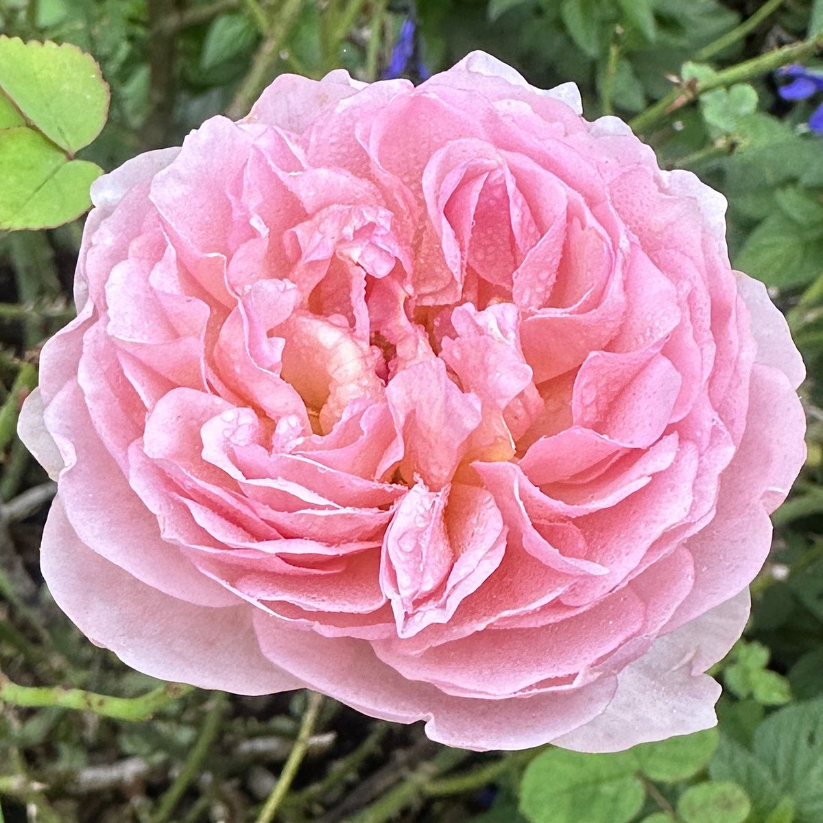 Makinggardens tweet media