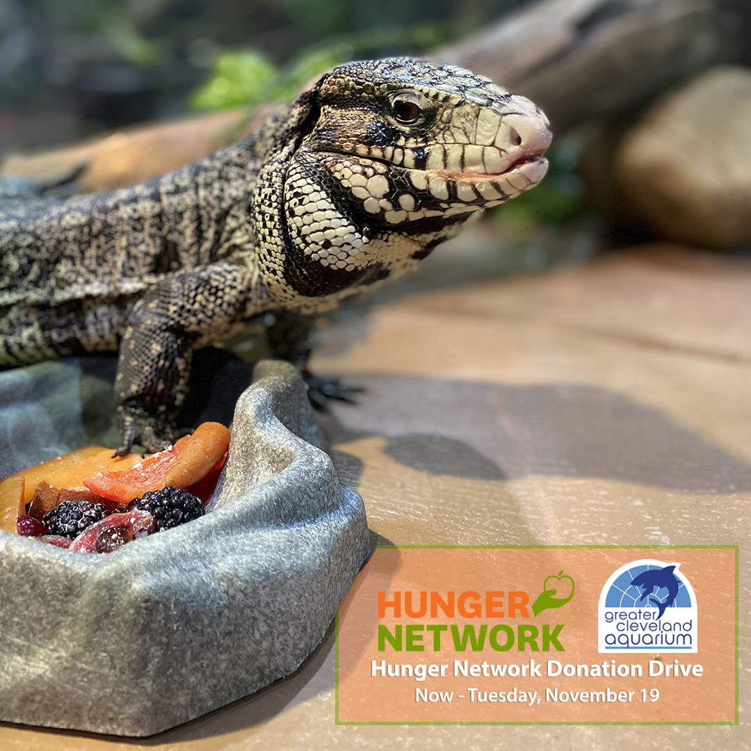 cleaquarium's tweet photo. 🥫🧻 #CLEAquarium and  @Hunger_Network are encouraging those in a position to help to drop off much-needed items now through Tuesday, November 19 for $7 off same-day admission!

🔗 More info: https://t.co/Xozm4N2j4v

#hungernetwork https://t.co/xd0lRFsSxJ