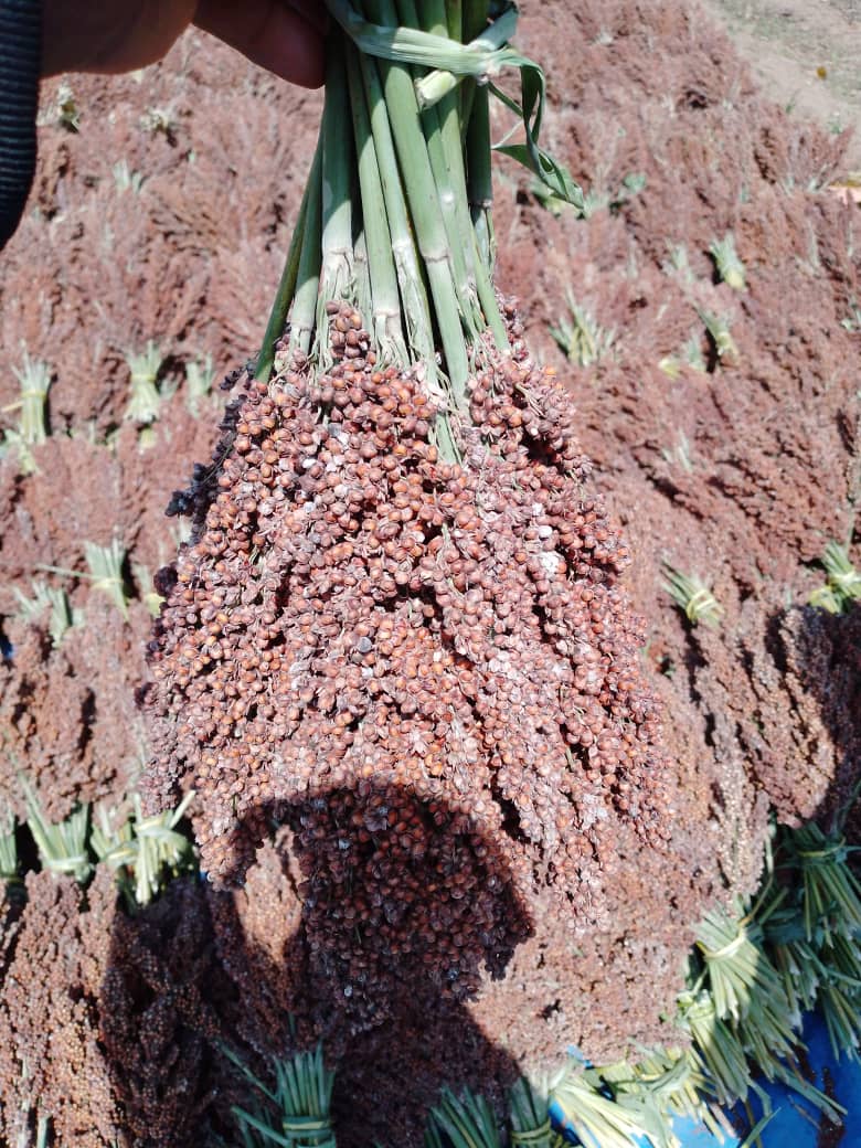 Happy African Farmer with best cultivation #Sorghum 🌾 practices.
A pleasure 🙏