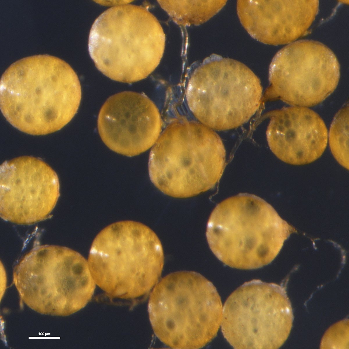 INVAM (@fungiinvam) on Twitter photo Rob Ramos and @CamilleDelavaux visited us to sequence some of the collection. INVAM curators Jim Bever, Terra Lubin, Peggy Schultz and <a href="/lizkoziol/">Liz Koziol</a> spent hundreds of hours isolating #AMF spores, and Rob & Camille worked really hard to make sure this project was a success! Rob Ramos and @CamilleDelavaux visited us to sequence some of the collection. INVAM curators Jim Bever, Terra Lubin, Peggy Schultz and <a href="/lizkoziol/">Liz Koziol</a> spent hundreds of hours isolating #AMF spores, and Rob & Camille worked really hard to make sure this project was a success!