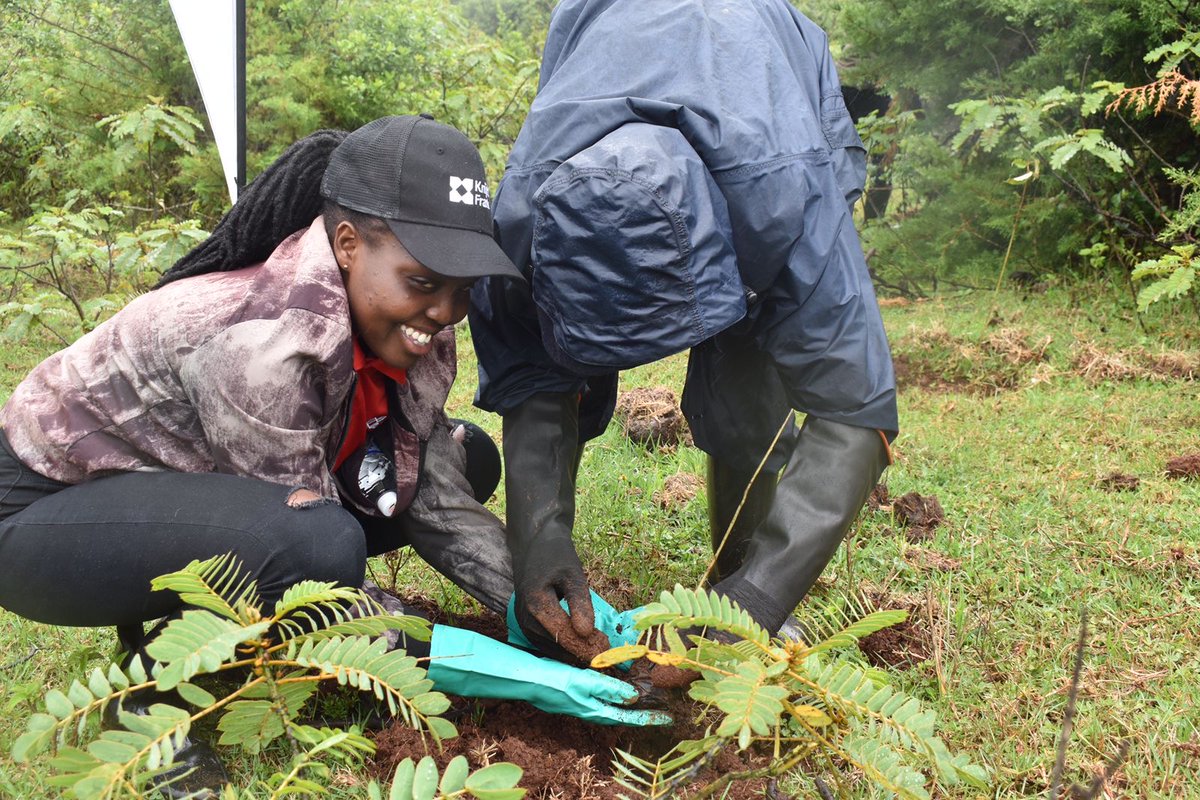 KnightFrankKE's tweet photo. What a day! Today we planted 3,000 trees at #HombeForest in Nyeri as part of our #BringNatureBack initiative. It was an incredible day filled with teamwork, fun, and giving back to the environment. Together, we're making a greener future!
#TreePlanting #Sustainability #ESG https://t.co/Or0nrxhpL6