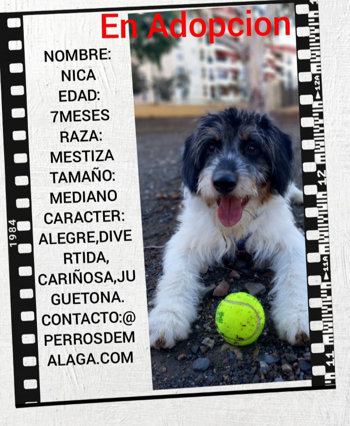 _ElObservador_'s tweet photo. #OJO

De una lectora:

"#Nica necesita una casa donde le den cariño. Ha recibido ya 2 meses de clases grupales de Adiestramiento en https://t.co/ccQzvGSV2U #Instagram y, quien la adopte, tiene gratis otros 2 meses.

Contactar con la ONG  animalista https://t.co/8LXFJnyAFD".
. https://t.co/xRY8BItClm