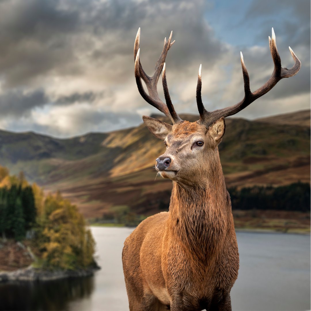 stevenbrownART's tweet image. In Scotland the stag symbolises strength and protection and is believed to hold mystical powers in the forest. 🦌✨🌲