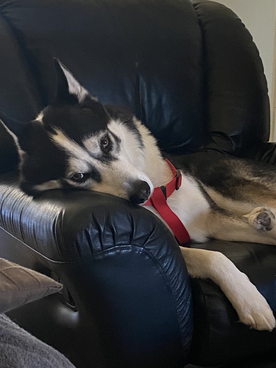 Idk07_army's tweet photo. Happy #DBDPetsDay, here are my son’s sky and caspian https://t.co/U8PAH5Ggbh