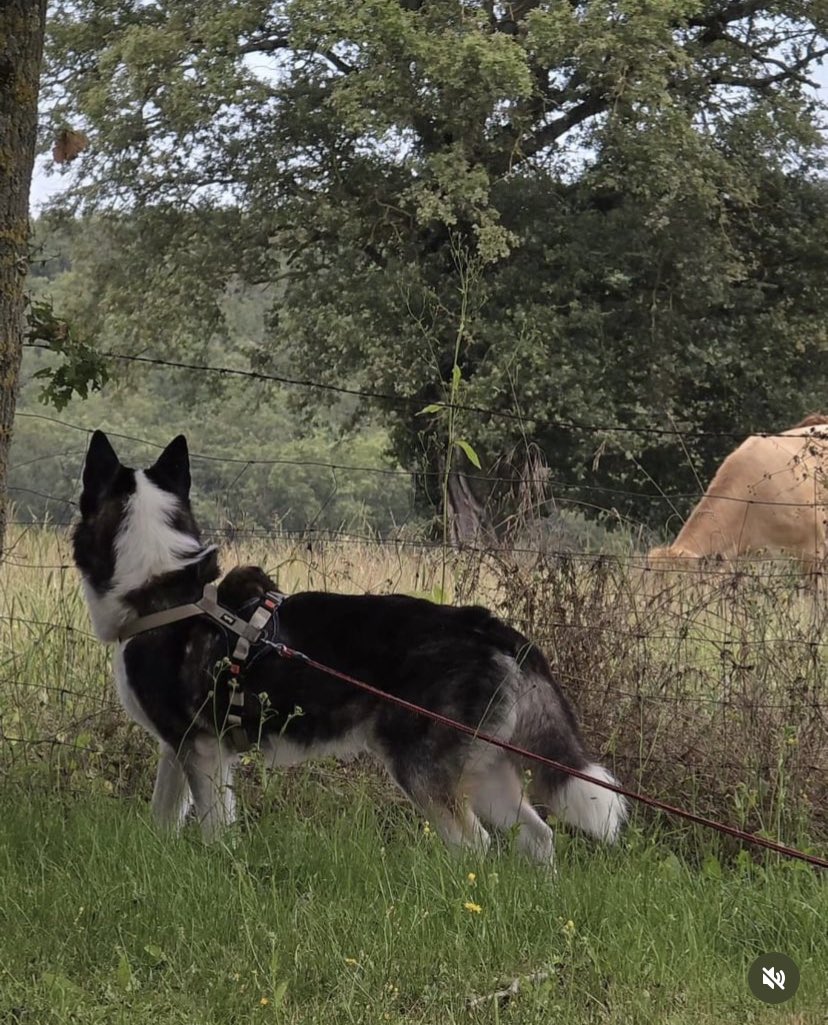 Idk07_army's tweet photo. Happy #DBDPetsDay, here are my son’s sky and caspian https://t.co/U8PAH5Ggbh