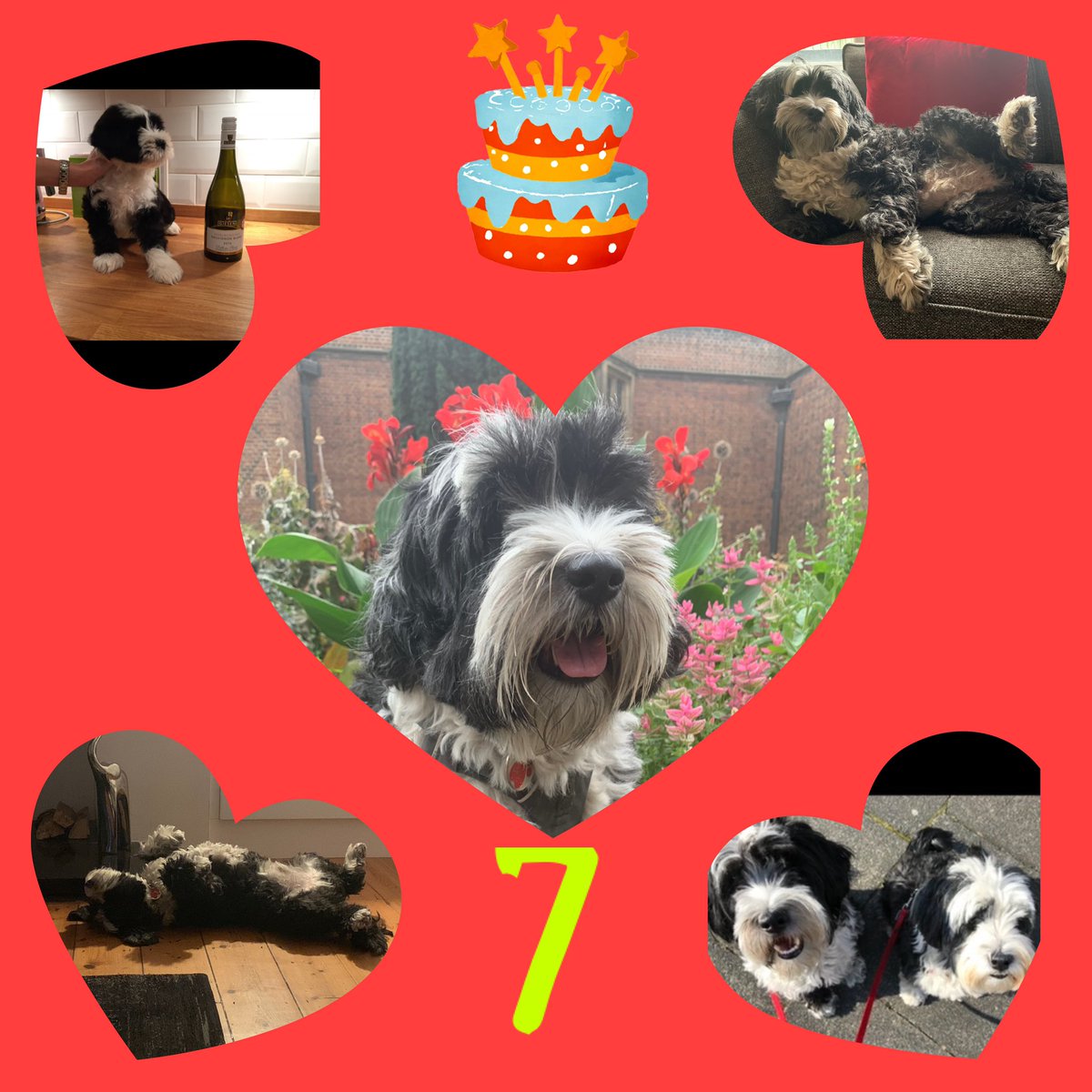 7 years ago today I got the most exciting the most exciting email I have ever received. Ted had arrived safely and he was going to be very handsome (so true). 

Happy Birthday little shadowman #DogsofTwittter #dogsofX #birthdaydogs #tibetanterriers