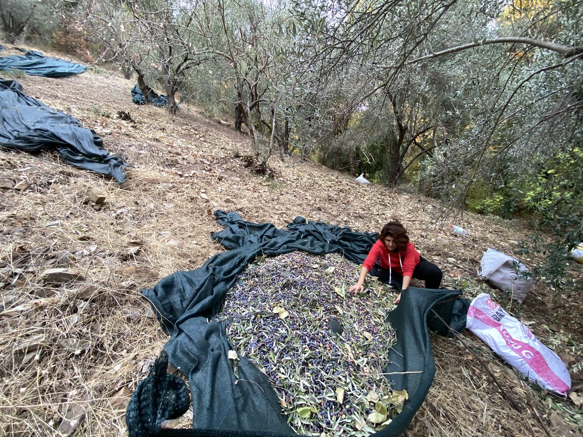 tilkitepesi's tweet photo. Zeytin atölyemizin ilkini gerçekleştirdik. Şansımıza tarlanın en sarp yamacı düştü payımıza. Tenteleri sererken ayakta kalabilmek en büyük sınavımızdı. Bundan sonra gelenlere daha kolay yerleri bıraktık. Atölyelerimiz zeytin sezonu bitene kadar (Ocak sonu) devam edecek. Bekleriz! https://t.co/Q02JLgvXDP