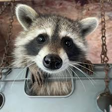 engineco16's tweet photo. @SerkulesEth @elonmusk Raccoon lives matter too! #RIPFred https://t.co/0naZfw4z7P