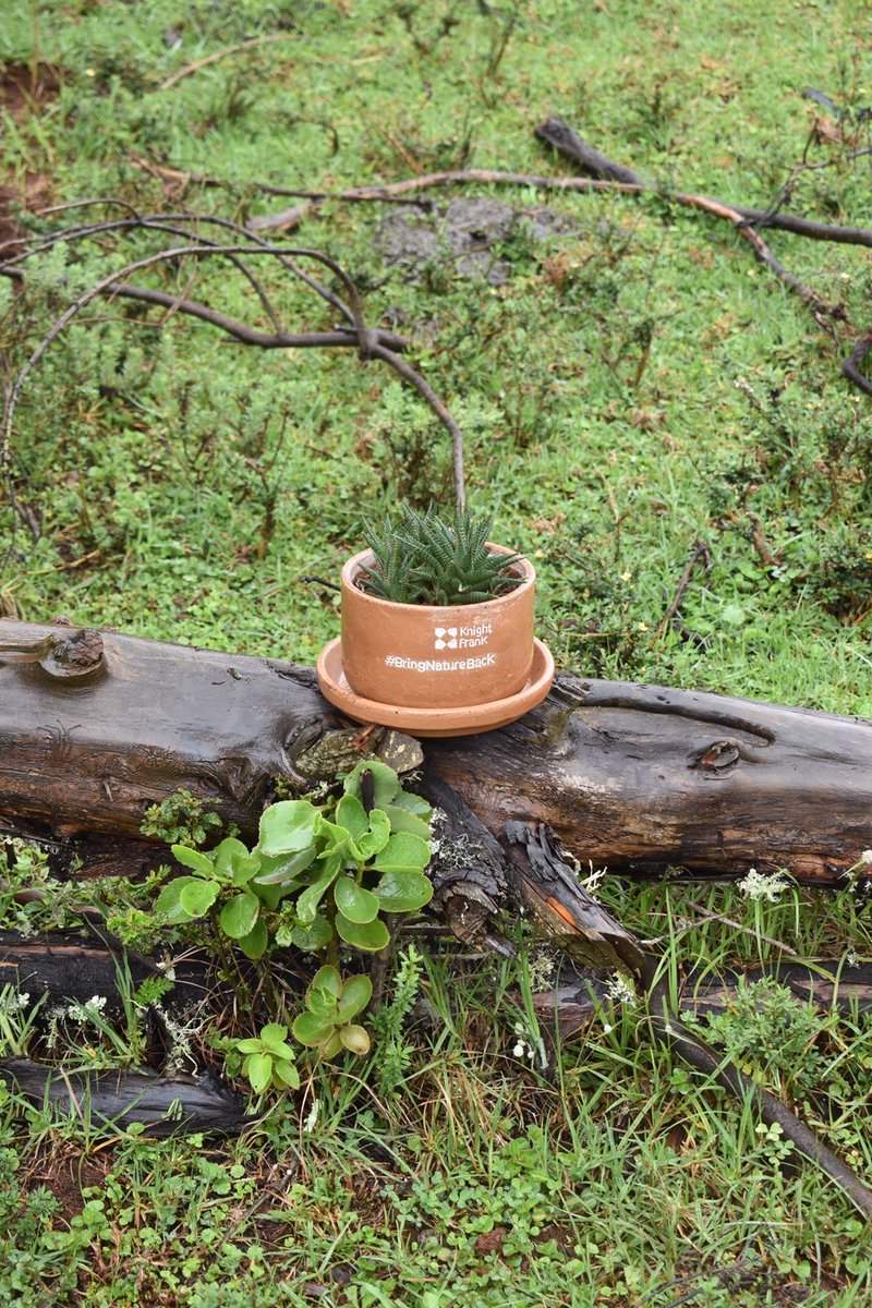 KnightFrankKE's tweet photo. #FrankThePlant was in full leafy glory today at our #treeplanting event in #HombeForest! As #KnightFrankKenya’s #ESG champion and a symbol of our commitment to #BringNatureBack, he was right there with the team, planting seedlings to help restore the environment. https://t.co/RN4xwUOnFQ