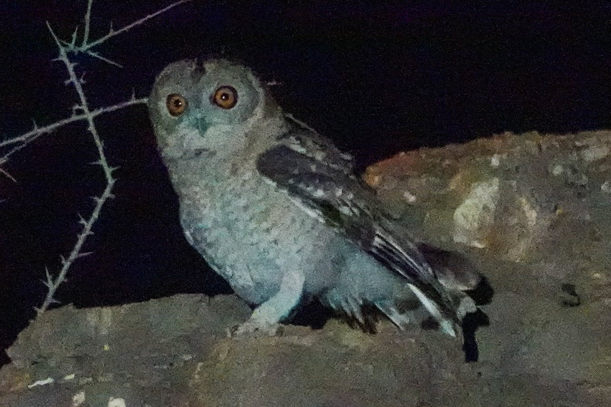 Amy W Schwartz tweet media