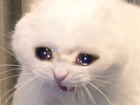 sadcatsoltoken's tweet photo. $SADCAT https://t.co/IWLxYi0hJn https://t.co/WOgxkU5AdD