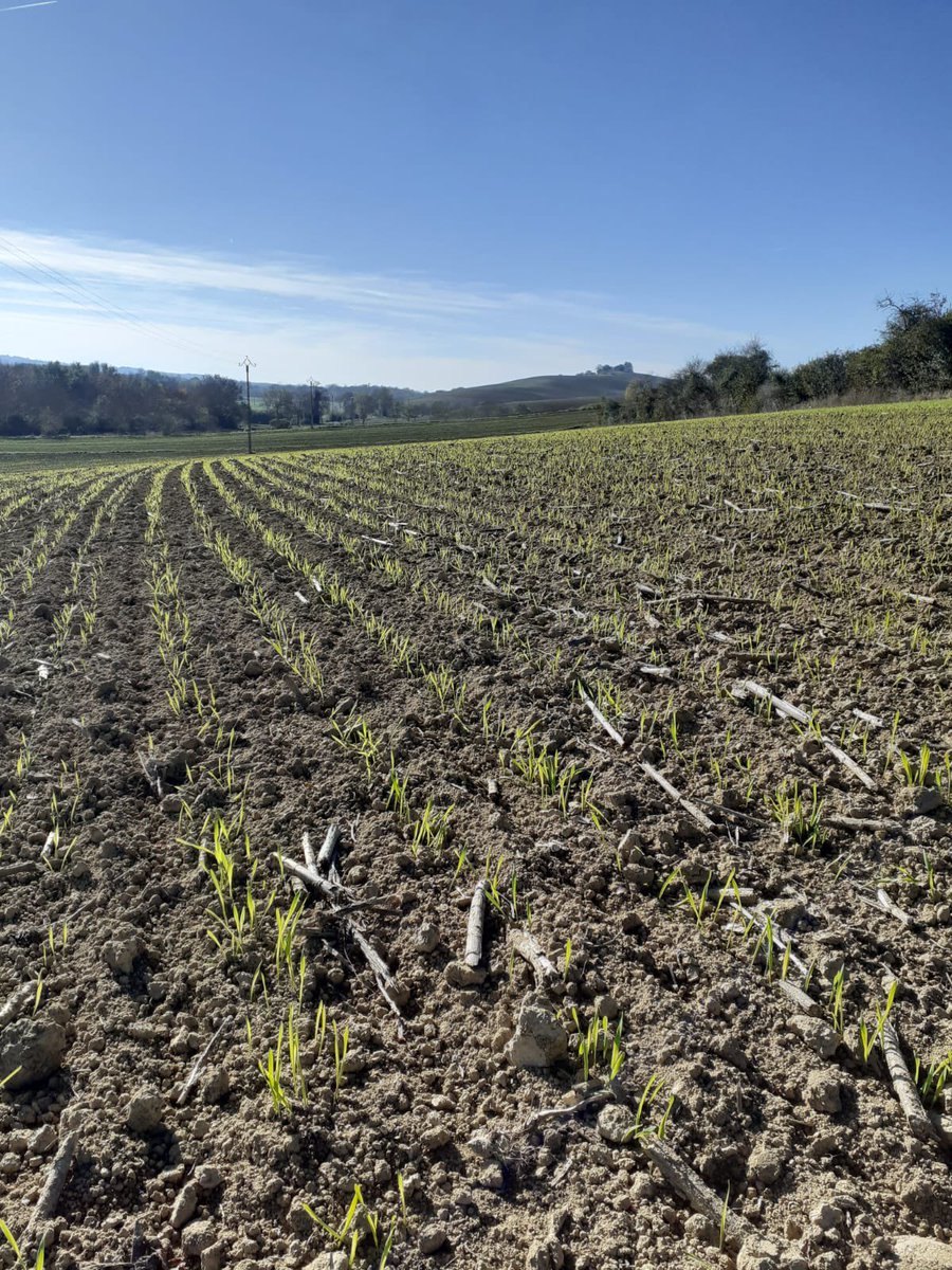 [#dansnoschamps ]
Dans nos #champs, les #semis d’hiver sont en place, ici de l’orge d’hiver! 

On l’oublie souvent, mais nos #producteurs sont des #agriculteurs et ont des #productions multiples! 

#nosproducteursontdutalent