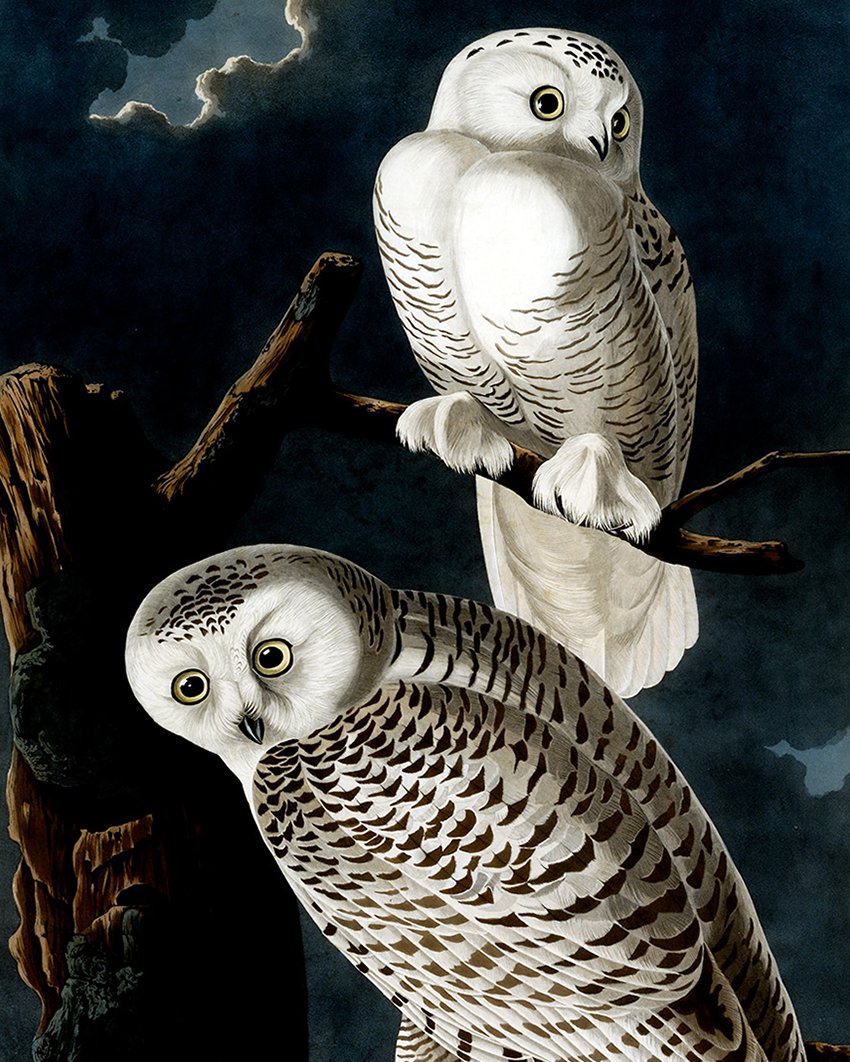 This piece is finally being brought to light and is on view now in "Out of the Shadows: Prints from the Permanent Collection."

John James Audubon, Snowy Owls—detail, c. 1830. Gift of the 2007 and 2008 Collectors Circles, National Museum of Wildlife Art.