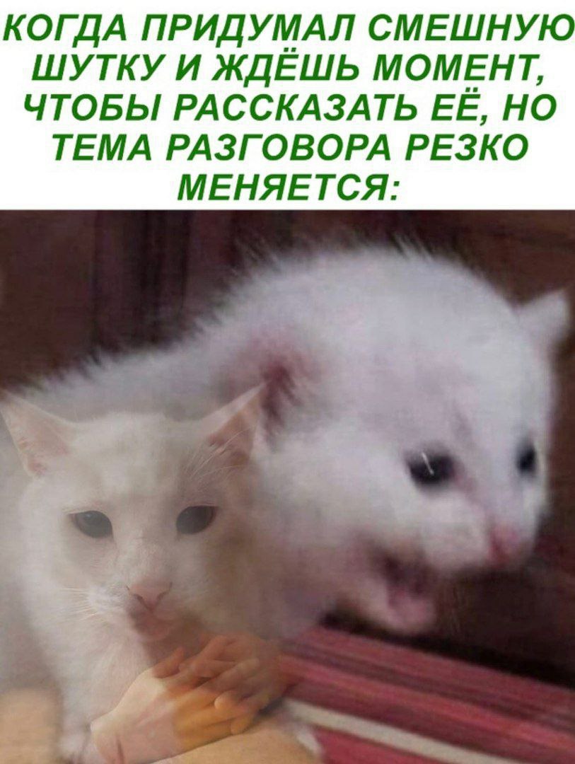 🐸жабья принцесса👑 (@kxiq7u7oc8nsgnc) on Twitter photo 
