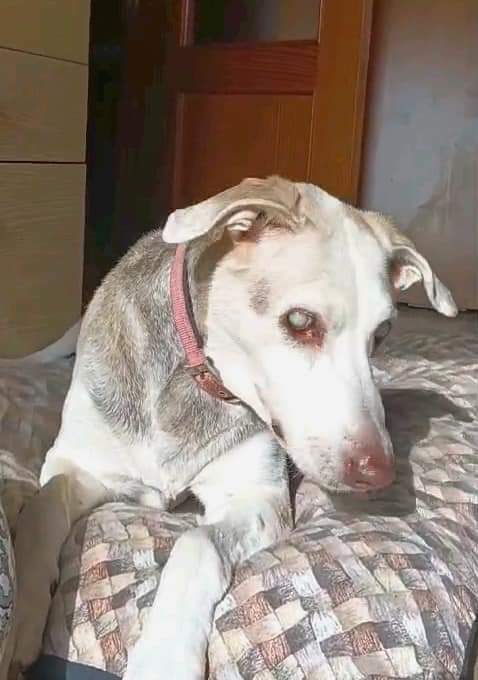 blauigrana12's tweet photo. DIFUNDO

🆘️ Me llamo SERA tengo 13 años y estoy ciega... he estado toda mi vida con mi familia y ahora con la enfermedad terminal de mi papi ya no pueden tenerme, me buscan una nueva familia...
Acaso alguien me puede hacer un pequeño hueco en su vida?
Valencia / 617115250 https://t.co/qTM92Id93y