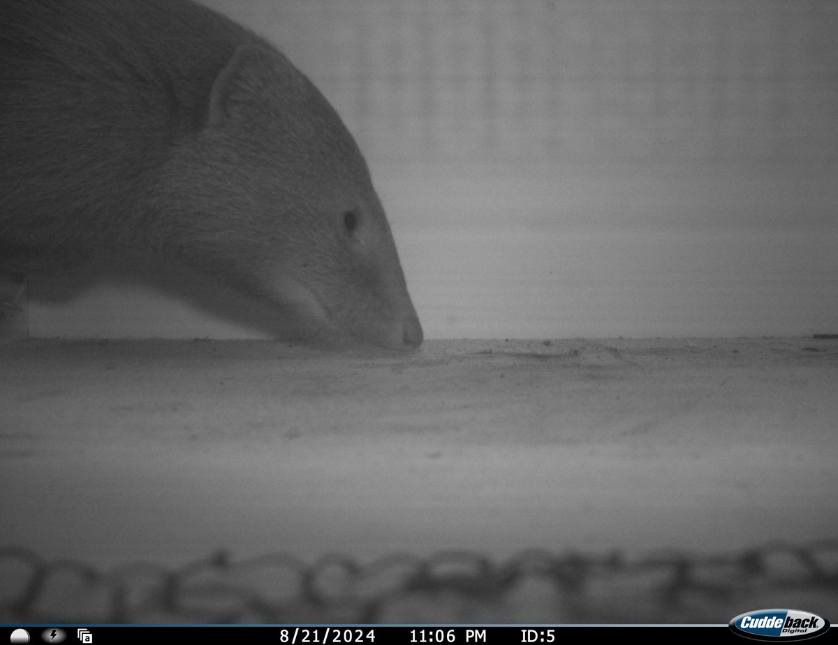 RobDavis1104's tweet image. Wahoo proud supervisor moment! π€©
My Honours student, Kamil, received the top mark in his class for his research project where we tested the Mostela as a monitoring tool for African small carnivores! πΈπΏπ¦πΎ
We got some fantastic results & great to see his hard work pay off! π