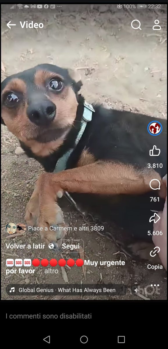 #ESPAÑA #Madrid Kai un minipinscher víctima de un maltrato durante 4años, palizas, patadas, trato vejatorio¡Se lo quisieron quitar de enmedio y unos  vecinos del maltratador le amarraron con una cadena en su finca, dejándole a su suerte, solo y desnutrido¡Es urgente¡650 00 48 69¡