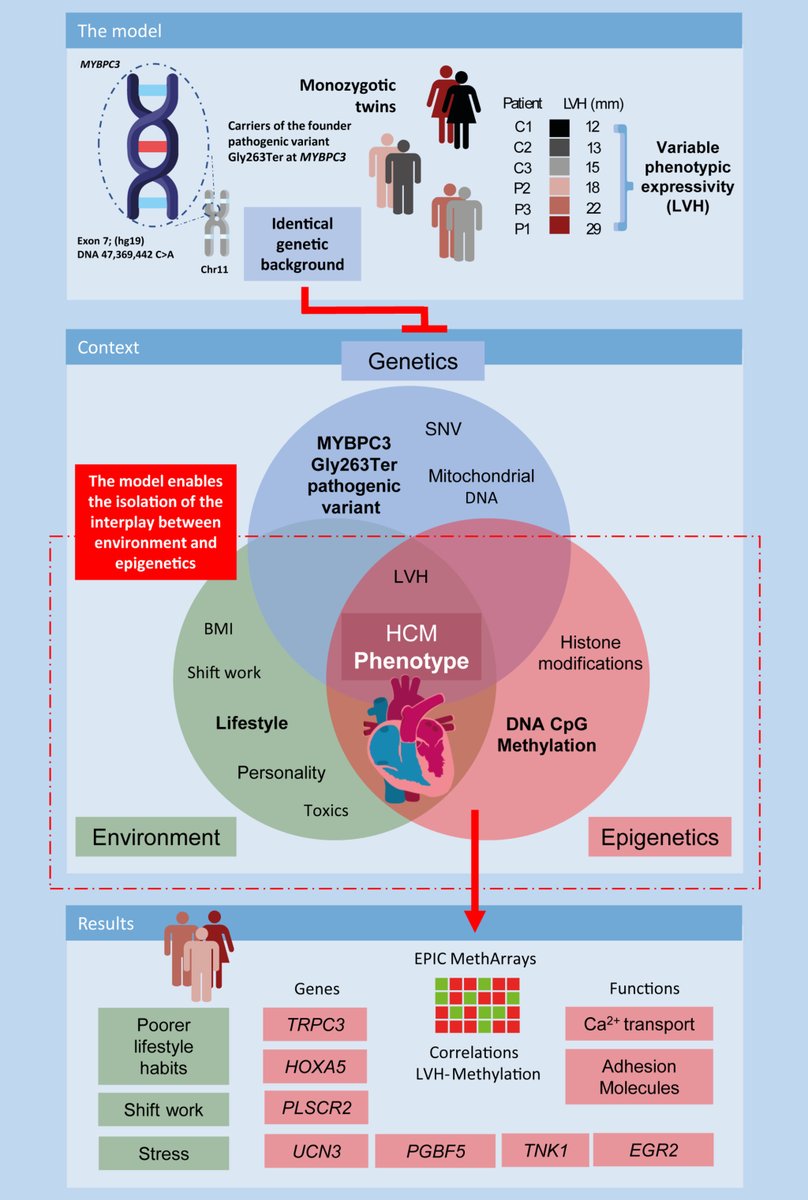 JAHA (@jaha_aha) on Twitter photo Evaluating a unique model of monozygotic twins, this study found DNA methylation changes at LVH and stress related genes, linked to different HCM phenotype expression. #AHAJournals <a href="/EpilabAsturias/">Epigenetics Lab Asturias</a> <a href="/RebecaLorcaG/">Rebeca Lorca</a> ahajrnls.org/40LILsb Evaluating a unique model of monozygotic twins, this study found DNA methylation changes at LVH and stress related genes, linked to different HCM phenotype expression. #AHAJournals <a href="/EpilabAsturias/">Epigenetics Lab Asturias</a> <a href="/RebecaLorcaG/">Rebeca Lorca</a> ahajrnls.org/40LILsb