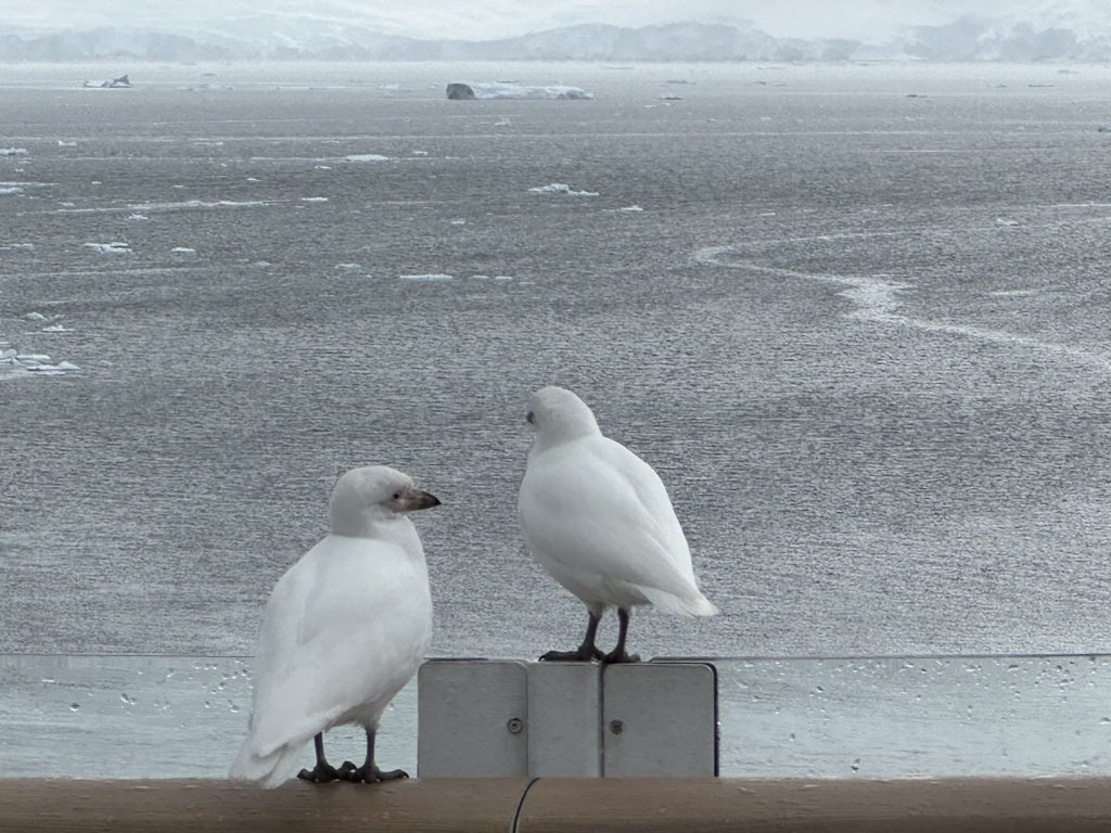 Residents of Antarctica…💚