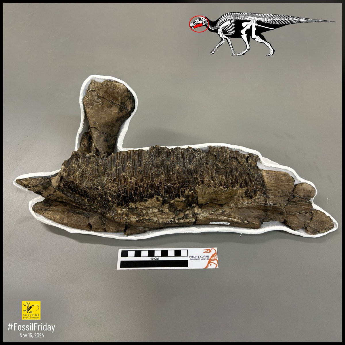 #FossilFriday! This hadrosaur dentary (lower jaw) shows the tooth rows that made hadrosaurs so successful. The teeth interlock and continuously replace each other, creating a robust chewing surface. Combined with mobile jaw muscles, this made hadrosaurs exceptional chewers.