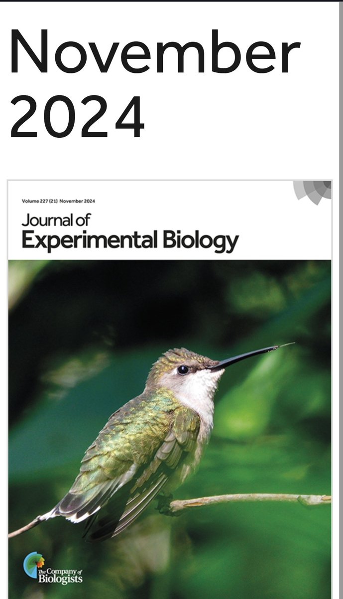 Jeff Hutchinson (@jhutchinson_jh) on Twitter photo Check out <a href="/Amalie_JHutch/">Amalie Hutchinson</a>'s new article in the journal of experimental biology! She got on the cover, and an interview! Happy birthday my love. Icing on the cake of a wonderful day.
journals.biologists.com/jeb/article/22… Check out <a href="/Amalie_JHutch/">Amalie Hutchinson</a>'s new article in the journal of experimental biology! She got on the cover, and an interview! Happy birthday my love. Icing on the cake of a wonderful day.
journals.biologists.com/jeb/article/22…