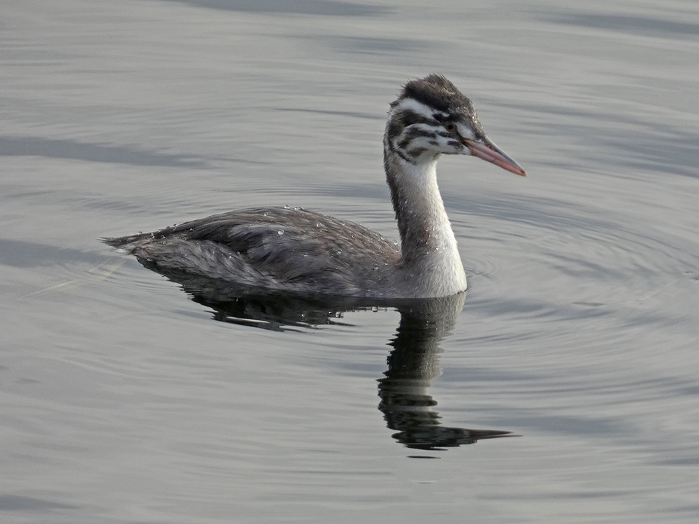 Bob Hazell tweet media