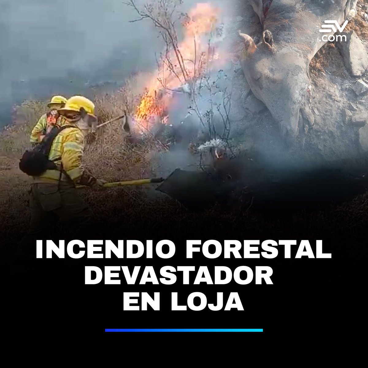 EcuavisaInforma's tweet photo. #Atención 📌 | El fuego ha consumido más de 1 600 hectáreas de cultivos y amenaza al Parque Nacional Podocarpus en Loja. Lee más: 💻 https://t.co/MwSH1OHrOY https://t.co/1A6nrjvg2g