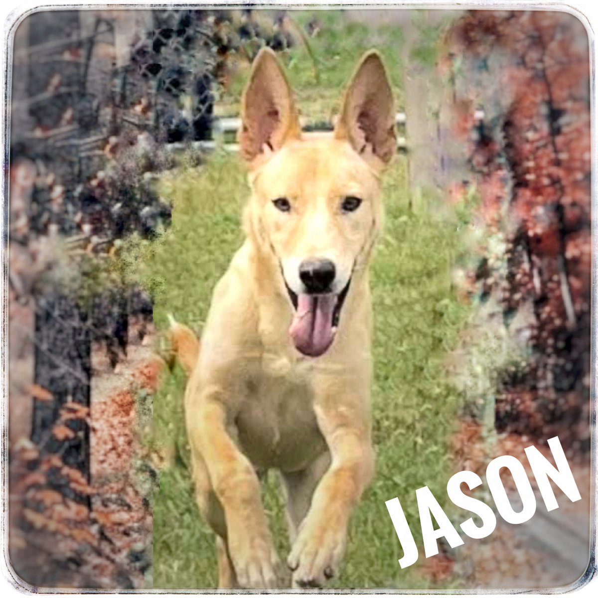 rothfarms's tweet photo. #SaveJason see This Magnificent pooch's video below 👇 https://t.co/JftZrm94Vn