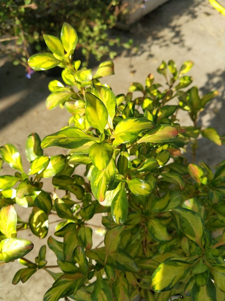 chris40851's tweet photo. #Botanique
#Coprosma vous connaissez ?
Découverte du jour @sa_plandanjou
On verra au fur et à mesure de la croissance https://t.co/sc1KqRAXMI