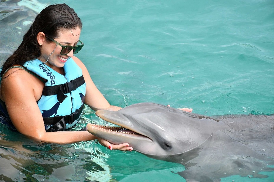 Dolphin Discovery tweet media