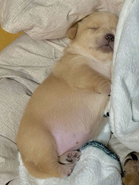 Animal Lover (@animal_fanlover) on Twitter photo 