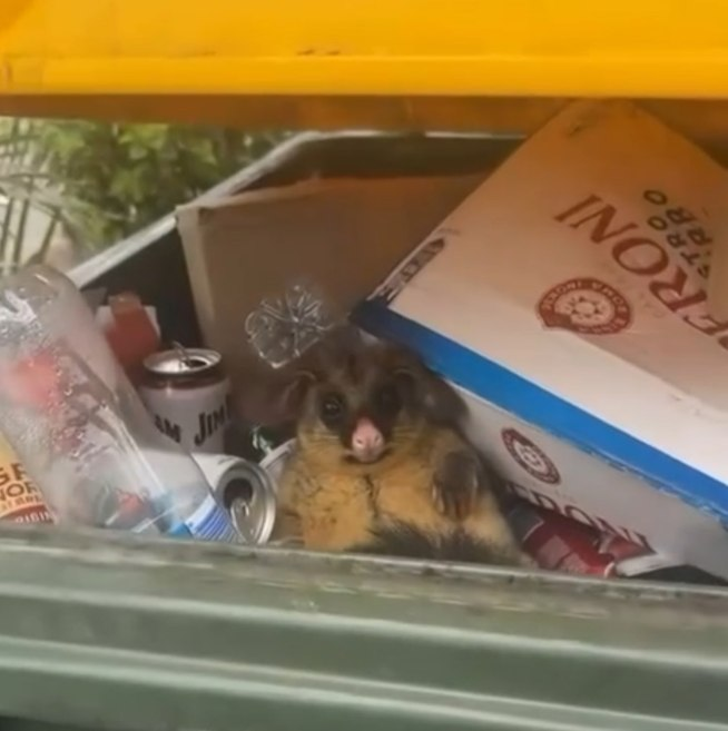 Vitasilchik's tweet photo. 1 - When you didn't buy $BOSSUM
2- And when I bought $BOSSUM with all my money
@beerpossum
๐ฆNew meme-coin on https://t.co/BWPTiFViJf
#PumpFun #memcoin #Bossum #Crypto https://t.co/TtyQwmjdab