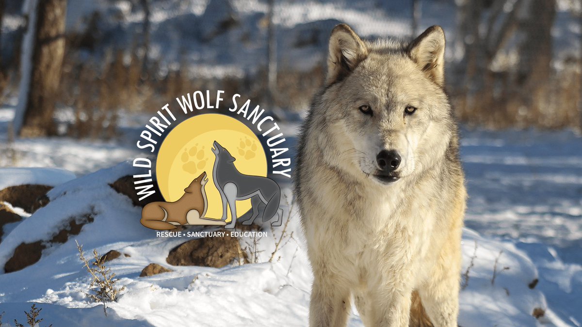 If  you haven't heard by now, our cons  charity Wild Spirit wolf sanctuary is having a crisis where actual wild canines lives are on the line! If they can get the funding they need 50 canines will be put down. Here's the news link with more info 

youtu.be/yLRz0OJPATs?si…