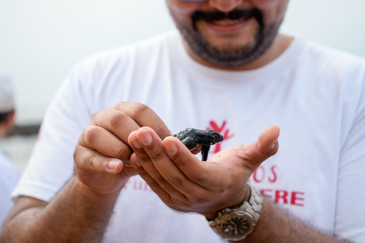 MedioAmbienteSV's tweet photo. En una jornada junto a voluntarios de @MAPFRE_SV, realizamos una limpieza de playa en el Área Natural Protegida Complejo Los Cóbanos, sensibilizando sobre la importancia de reducir el plástico y separar los residuos para proteger la vida marina. 🗑️♻️ https://t.co/q1YwcaQ701