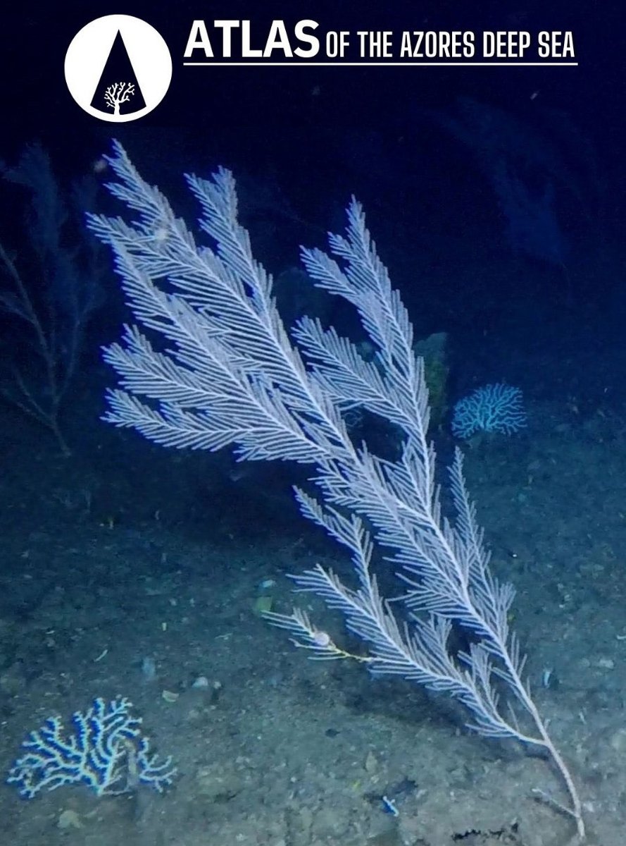 To celebrate the Portuguese National Sea Day, we've uploaded the first 10 short videos from our Atlas of the Azores deep sea. 

Each video contains highlights of the benthic biodiversity found in each area and crucial information to support management.

👉 youtube.com/playlist?list=…