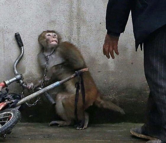 Son_of_Space's tweet photo. 🧵1/5
To understand the resistance to nonhuman animal liberation, we must interrogate the narrative of the resistors. Because it’s a deeply ingrained social norm, people consume the end products of the violent exploitation of fellow animals with relative impunity, hence . . . https://t.co/jMR7tbo2tS