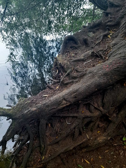 stephbhappening's tweet photo. Ever feel like you're being watched? 🌳👀 Spotted this intriguing face in the bark of this tree that's by the lake. 😍Nature's art never ceases to amaze! #TreeFaces #NatureArt #Pareidolia https://t.co/l1mWPhlhdy