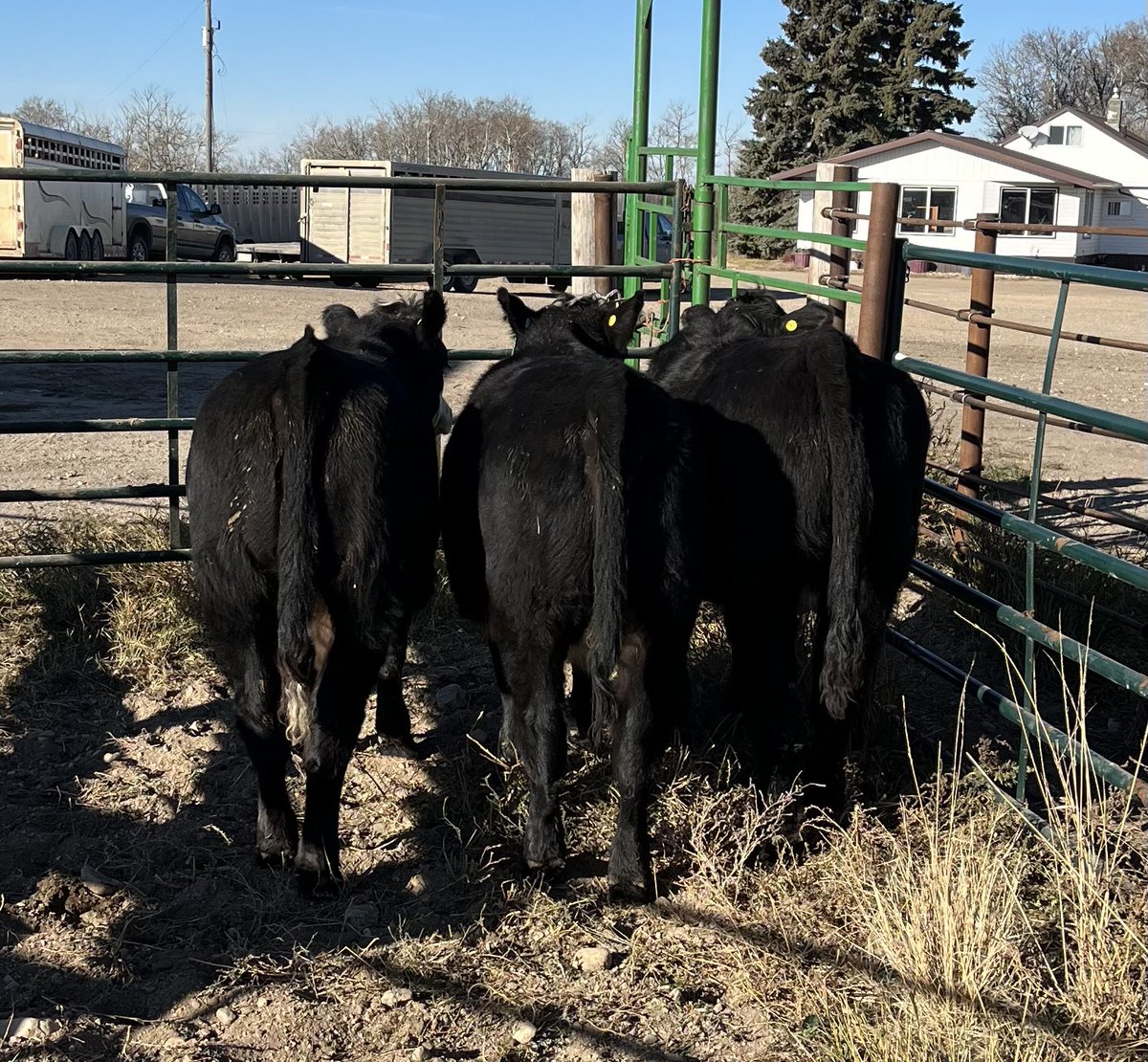 AustinSentes's tweet photo. These heifers will be exhibited to Canadian Western Agribition and will sell in the Commercial Cattle sale on Nov 30th. #simmental #redangus #cwa24 https://t.co/ysTwZY3WQi