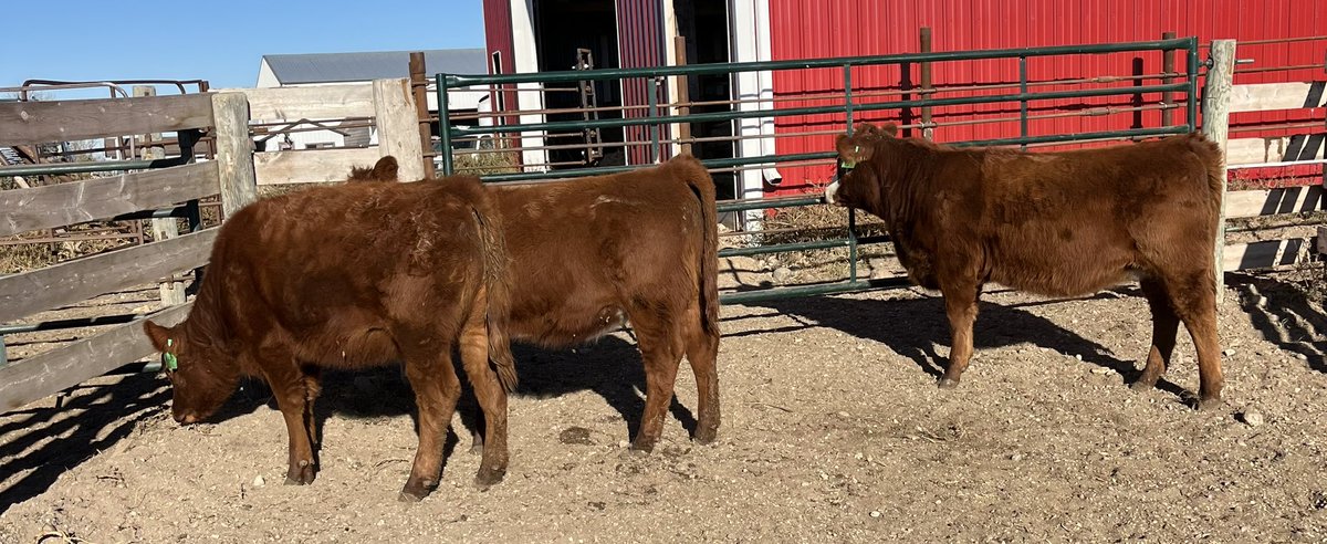 These heifers will be exhibited to Canadian Western Agribition and will sell in the Commercial Cattle sale on Nov 30th. #simmental #redangus #cwa24