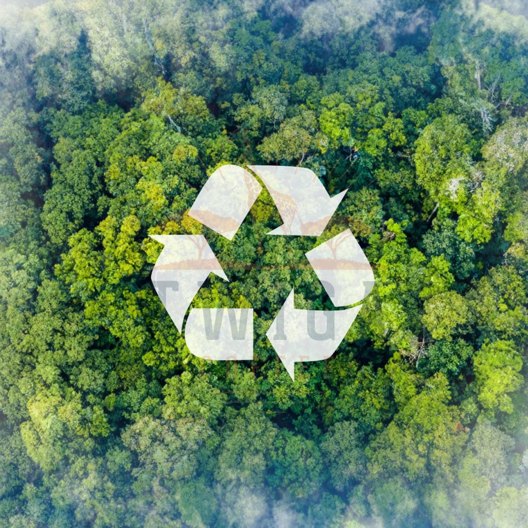 twigacoffee's tweet photo. This National Recycling Day, let’s rethink what our coffee can do for the planet. ☕♻️

At Twiga Coffee, sustainability isn’t just a trend; it’s part of who we are. 🌱💚 Every step of our process—from sourcing beans to packaging—is designed to minimize waste and maximize positive impact.

Forests are essential to our world, and recycling isn’t just about plastic and paper. By supporting eco-friendly coffee, you’re helping conserve precious wildlife habitats and reduce our carbon footprint. Imagine this: your morning coffee protecting forests and wildlife one sip at a time. 🦒🌳♻️

Ready to make your coffee work for the planet? Click the link in our bio to join us in creating a sustainable future—one cup at a time! 🍃

#NationalRecyclingDay #ConservationCoffee #TwigaCoffee #EcoFriendlyLiving #RecycleForThePlanet #SustainableCoffee #WildlifeProtection #ProtectOurPlanet