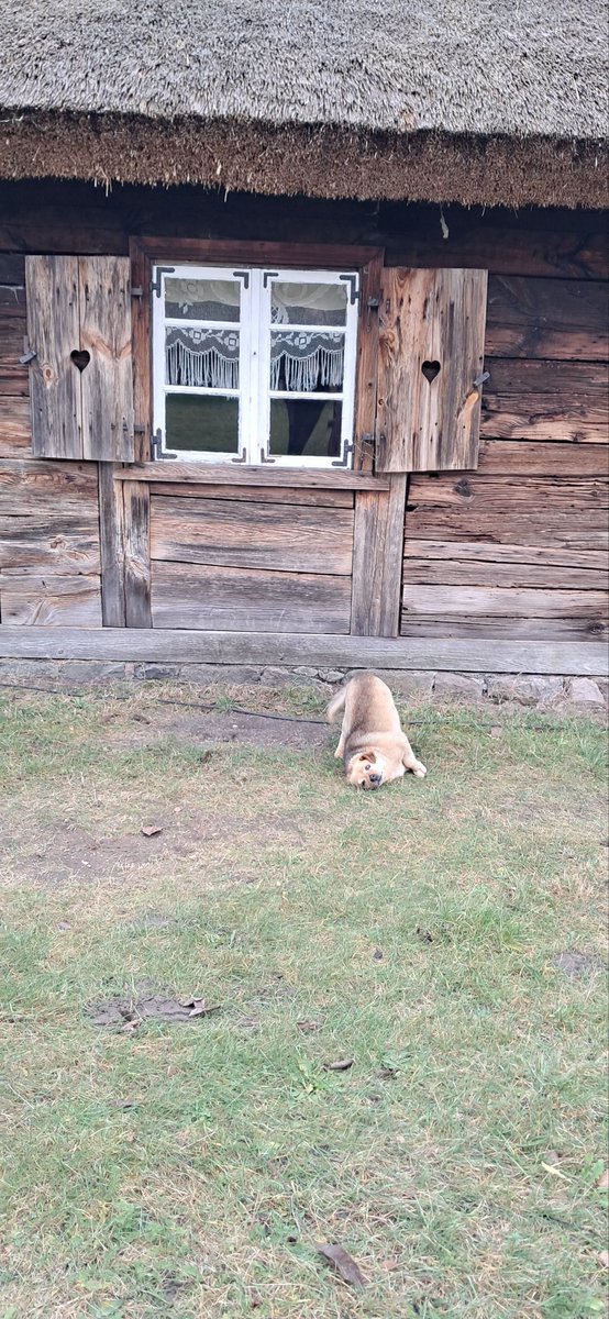 MagdaMarrkefka's tweet image. śliczne kaszubskie #koty, #pies no i #Wdzydze 😍